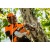 Аккумуляторная пила Stihl MSA 161 T-10" (без аккумулятора и зарядного устройства) во Владикавказе
