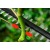 Высоторез аккумуляторный Bosch UniversalHedgePole 18 (без аккумулятора и зарядного устройства) во Владикавказе