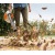 Воздуходувка бензиновая Stihl BG 56 во Владикавказе