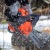 Бензопила Patriot Imperial PT 3816-16 во Владикавказе