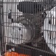 Компрессор поршневой Patriot Remeza СБ 4/С-100 LB 30 A во Владикавказе
